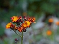 Hieracium aurantiacum IMG_0885 Jastrzębiec pomarańczowy